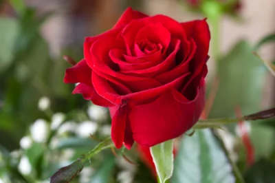 Pawfcb - Cześć Koledzy, zamarzyła mi się róża, która będzie świeża, naturalna, z dobr...