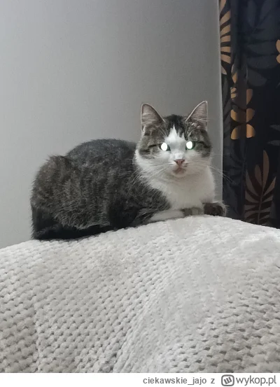 ciekawskie_jajo - Mikrotek.

#pokazkota