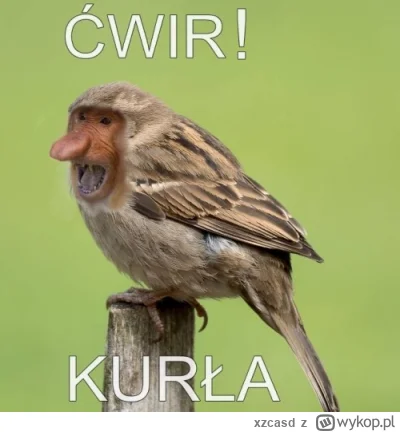 xzcasd - Wstajemy kurła

#konkursnanajbardziejgownianymemznosaczem