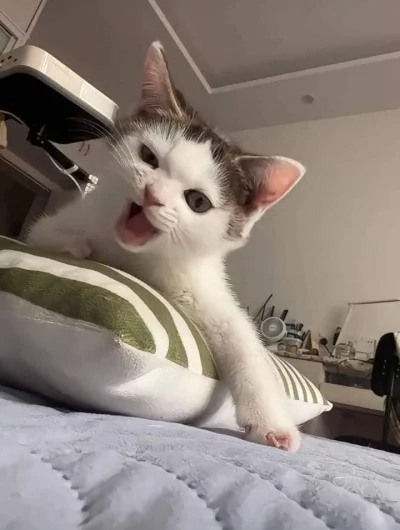 FreakingAwesome - #koty #kotki #kiciusie