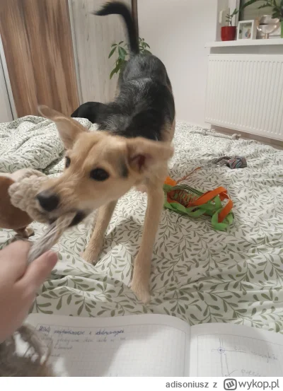 adisoniusz - @adisoniusz