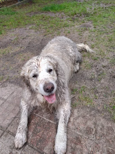 sayanek - @JarekNoooTego czyli one wszystkie tak mają xd  fota sprzed 3 dni xd