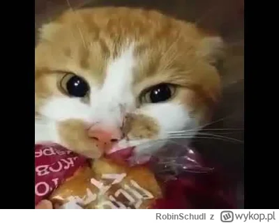 RobinSchudl - @wfyokyga: