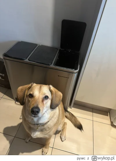 pywc - Mój pies często bezskutecznie próbuje dostać się do kosza na śmieci ale nie wi...