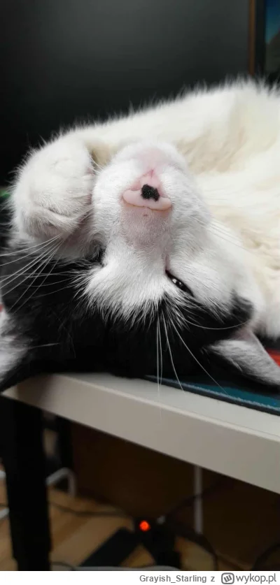 Grayish_Starling - Kokos już czuje poniedziałkowy chill ( ͡°( ͡° ͜ʖ( ͡° ͜ʖ ͡°)ʖ ͡°) ͡...