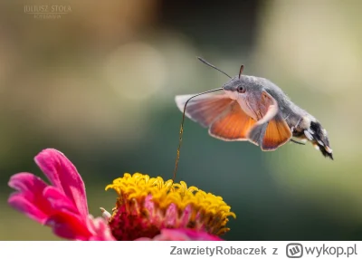 ZawzietyRobaczek - #pilne #fruczakgolabek #przyroda #natura SZYBKO!!! nie ma czasu na...