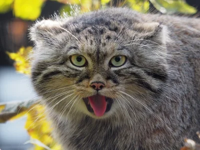 Kocham_Kotki - Kocham manule <3 
The body is round ^^
#koty #manul