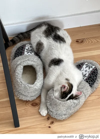 patrykoo09 - @patrykoo09: chociaż udawaj że nie jesteś stupkarzem (ಠ‸ಠ)