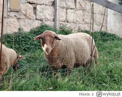 Hissis - No i kolejny z moich kitku, ten mój ulubieny jest akurat
z fartem
#oswiadcze...