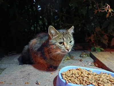 Timer_555 - Piszczałeczka bo dużo miauka, troche interaktywna.

#przegryw #dokarmiani...