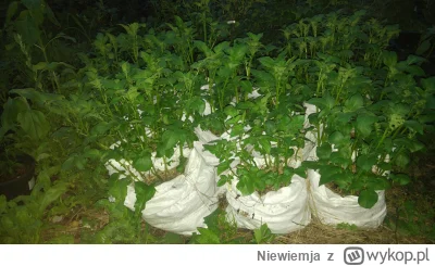Niewiemja - Nocne ziemniory w worach, chyba najładniej rosnące warzywo w tym roku. Do...
