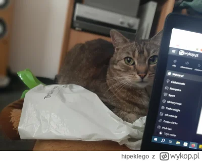 hipeklego - #pokazkota

A to moja druga powsinoga :)