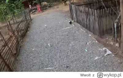 Wwolt - #raportzpanstwasrodka Może worki były tańsze o 10% niż folia, ale za to co ty...