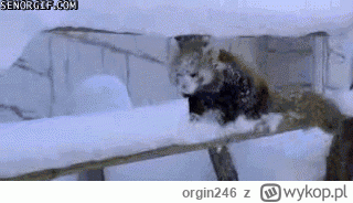 orgin246 - @psspspspsp: