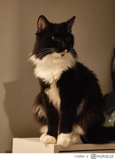 rvtzkv - Czesio każe przekazać dobry wieczór wszystkim #pokazkota