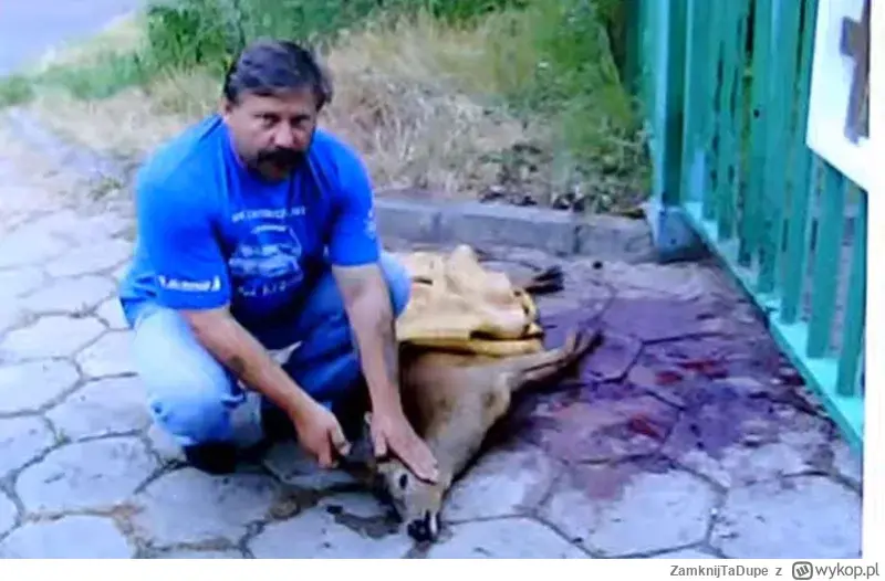 mrowa94 - Ciekawe jak muflon z Mokotowa ma zamiar wytrzymać pod kamieniem jeszcze prz...