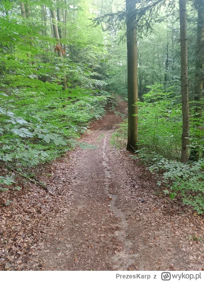 PrezesKarp - Lubię mieć urlop i krążyć między lasem a jeziorem.
Dzisiaj #las #grzyby ...