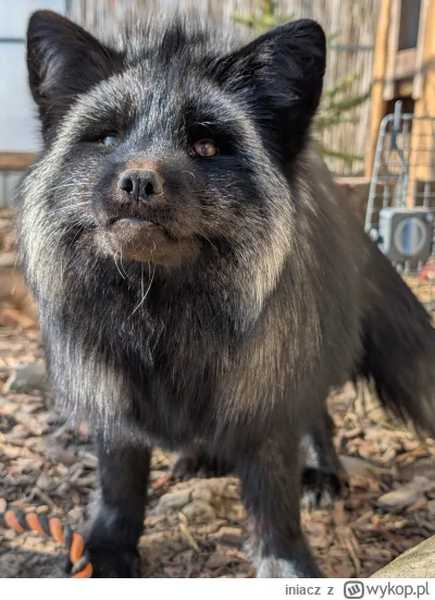 iniacz - Nawiedziła Cię lisica Jaga. Nie musisz plusować. I tak będziesz mieć dobry d...