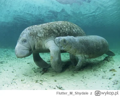 FlutterMShydale - >*Manaty* już powinny być w drodze.

@Chrok: Już płyną ( ͡° ͜ʖ ͡°)