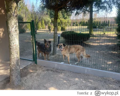 TomSz - Skazani za niewinność ( ͡° ͜ʖ ͡°)

Trzeci miesiąc po wzięciu ich ze schronisk...