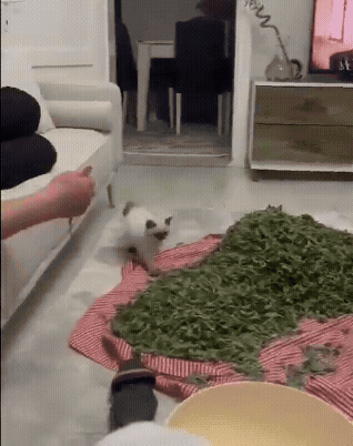 jestemtakizmeczony - życie jest ciężkie gdy ma się dwie lewe łapy