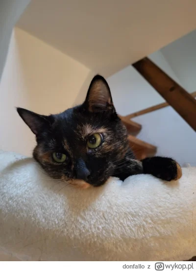 donfallo - #pokazkota grzechotka