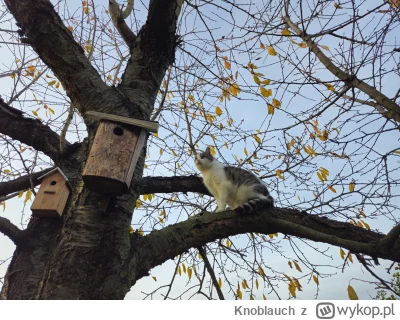 Knoblauch - #koty #koteczkizprzypadku