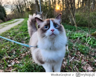 WodkaGrejfrut - @SaintWykopek: Wydaje mi się, że ragdolle są jakie takie bardziej koc...