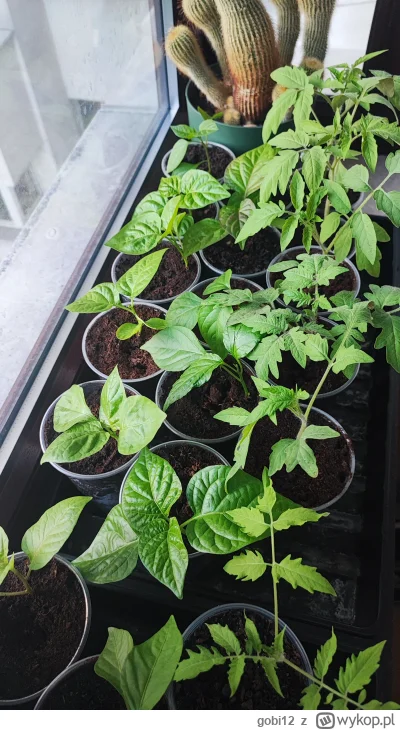 gobi12 - @Niewiemja Takie małe jeszcze, 3 pary liści właściwych i już po cięciu stożk...