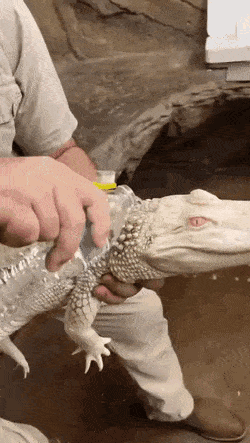 wfyokyga - Myju myju forfiteru