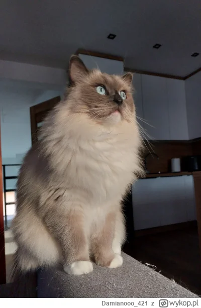 Damianooo_421 - Chyba gołąb siedział za oknem (ꖘ⏏ꖘ)

#koty #pokazkota #ragdoll