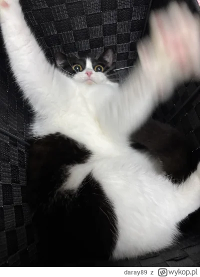 daray89 - #codziennykotopetany #dziwnekotki