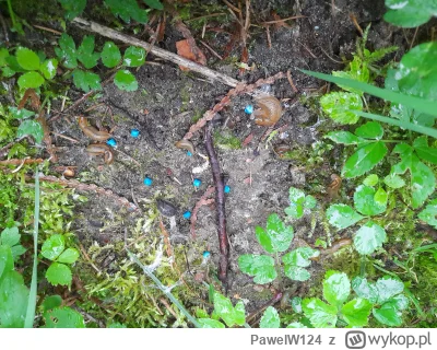 PawelW124 - #przegryw

Na tym zdjęciu jest 10 martwych ślimaków.