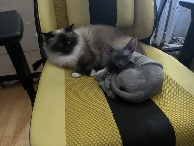 Tyrande - W sekundę po zrobieniu tego zdjęcia Milka (ten większy i puchaty kot) sobie...