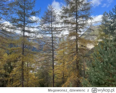 Megawonsz_dziewienc - Ładna ta #austria tylko drzewa zasłaniają cały widok ( ͡° ʖ̯ ͡°...