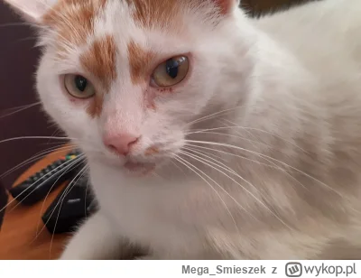 Mega_Smieszek - Kotka typu porannego ᶘᵒᴥᵒᶅ

#koty #pokazkota