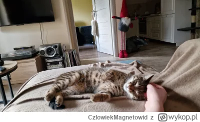 CzlowiekMagnetowid - Koćka sobotnio- popołudniowa
#koty #pokazkota