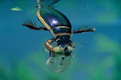 Apaturia - Wodny drapieżnik - pływak żółtobrzeżek (Dytiscus marginalis) to charaktery...