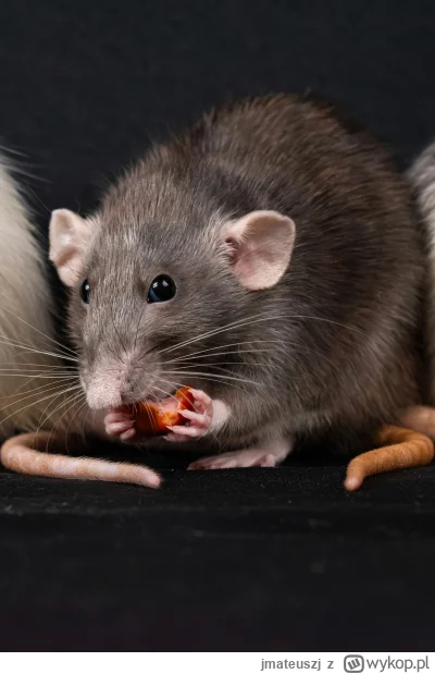 jmateuszj - #gielda #meczennicyxtb Szczurzysko kolejny dzień ma ładny apetyt