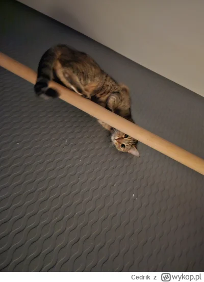 Cedrik - Ale że o co chodzi?

#pokazkota