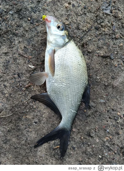 asap_srasap - @Grubyzaur masz rybkę na uspokojenie. Oczywiście wypuszczoną do wody