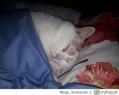 Mega_Smieszek - Nocna kotka mrumrotka ᶘᵒᴥᵒᶅ

#koty #pokazkota