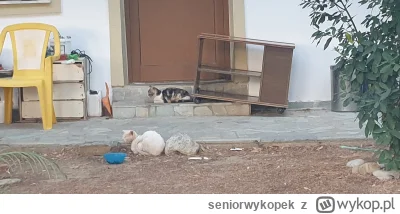 seniorwykopek - #greckiekotki #koty #kitku #koteczkizprzypadku
Kamień udający kota..
...
