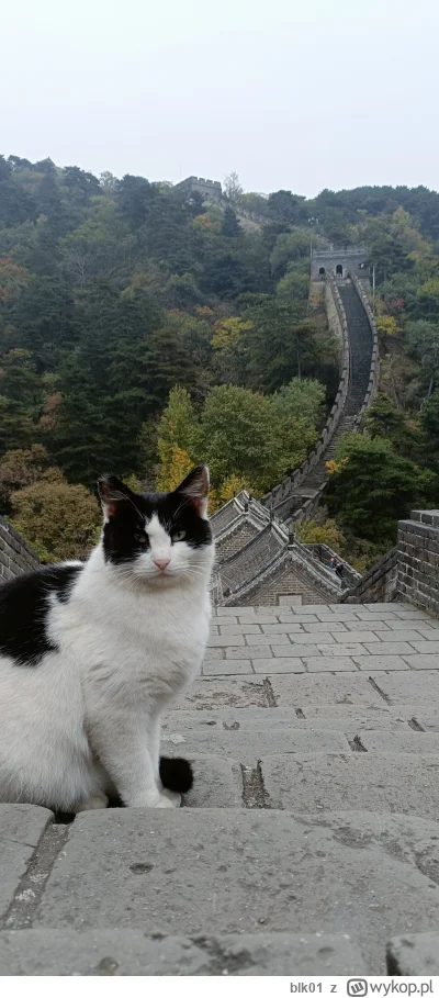 blk01 - Zobaczcie kogo spotkałem na Murze Chińskim
#kitku #pokazkota #raportzpanstwas...