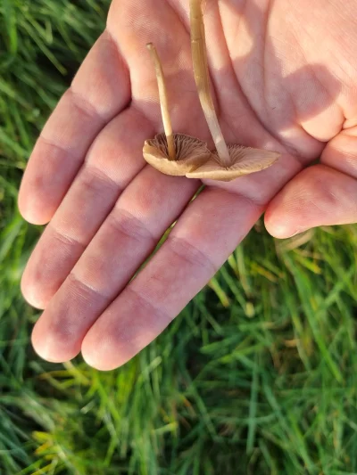 BacentyBaca - Co to?
#narkotykizawszespoko