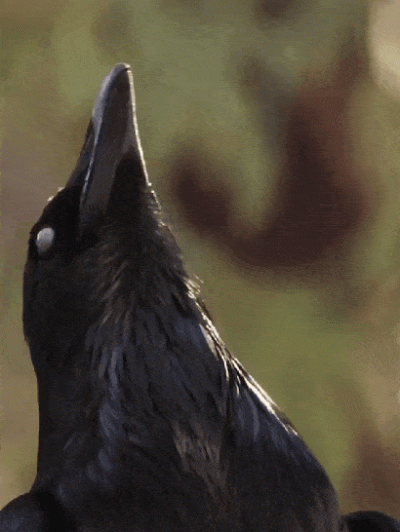 Corvus_Frugilagus - Dobranoc wszystkim i życzę miłej niedzieli.