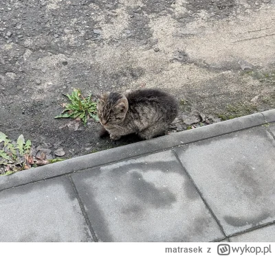 matrasek - #koteczkizprzypadku #kot #koty

Od kilku dni dokarmiam takiego #kitku któr...