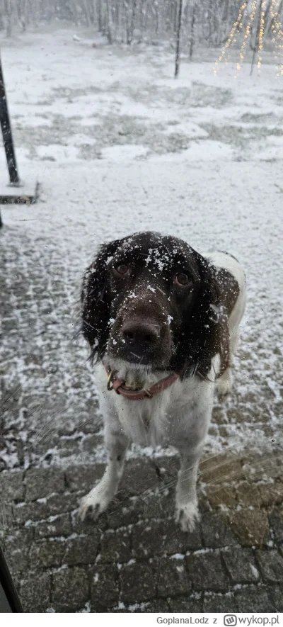 GoplanaLodz - Plusujcie moją kochaną psiurwę. Właśnie upolowała mi  mysz, która próbo...