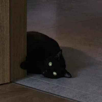 RicoElectrico - #pokazkota #dziwnekotki #codziennykotopetany