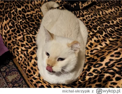 michal-skrzypik - Białkov prosi o plusa, nikt mu nigdy nie daje plusa 
#kitku #smiesz...